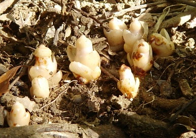 Mitrastema Mitrastema