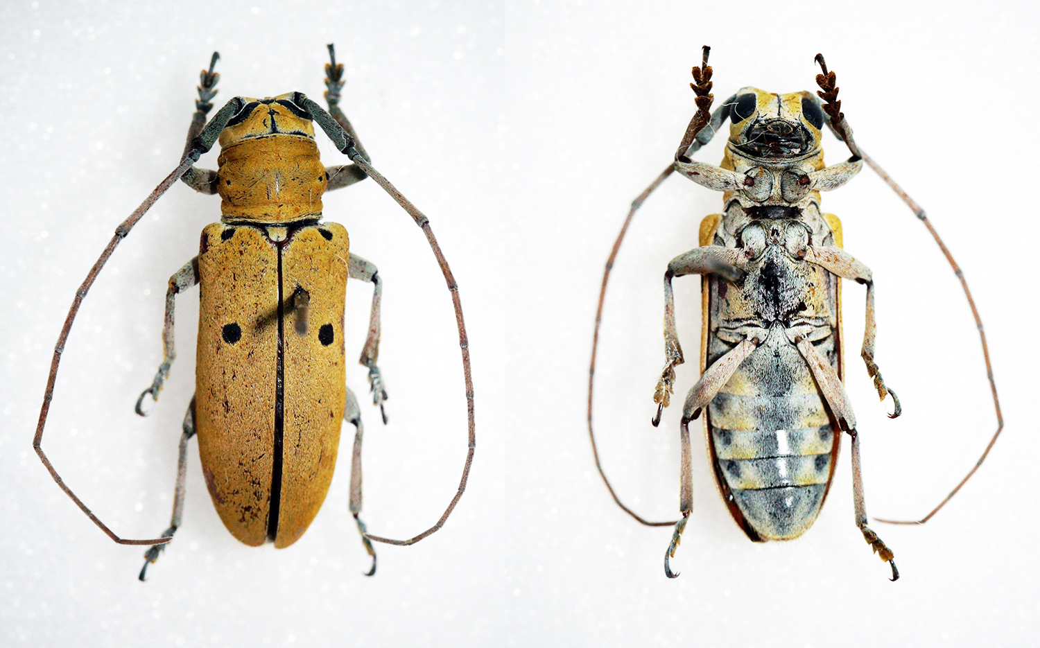 Prosopocera pylas Prosopocera pylas