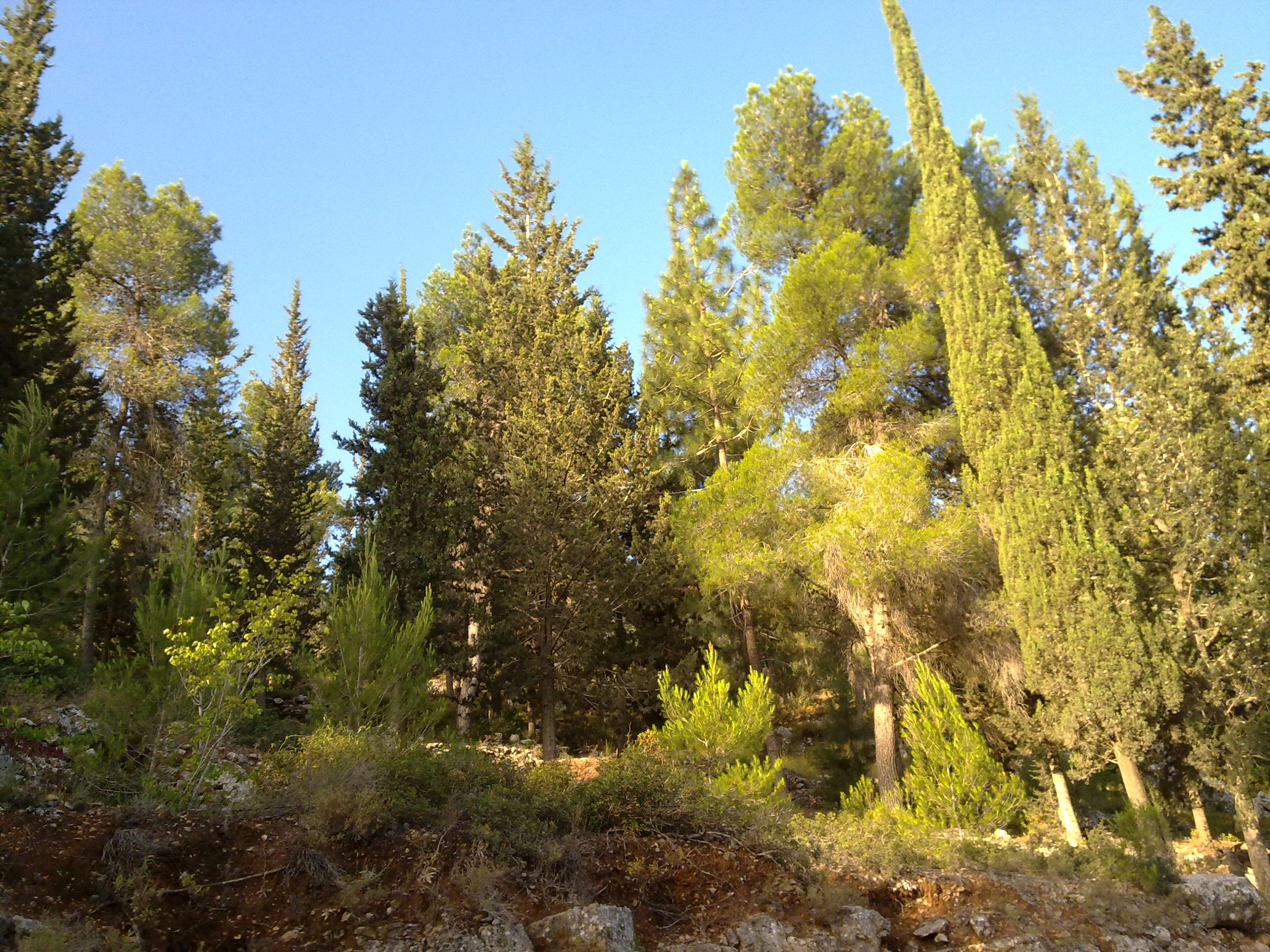 Hutan pinus-cemara Hutan pinus-cemara