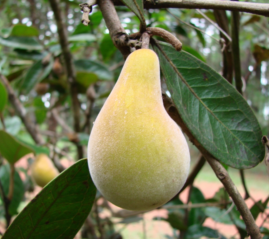 Eugenia klotzschiana Eugenia klotzschiana