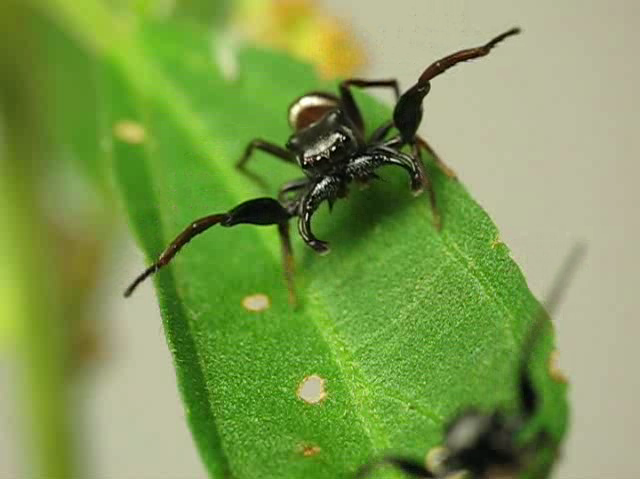 Perilaku agonistik Perilaku agonistik