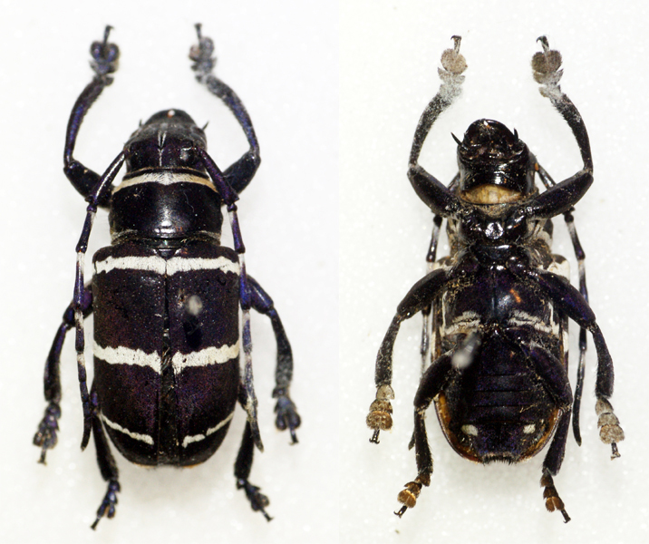 Choeromorpha violaceicornis Choeromorpha violaceicornis