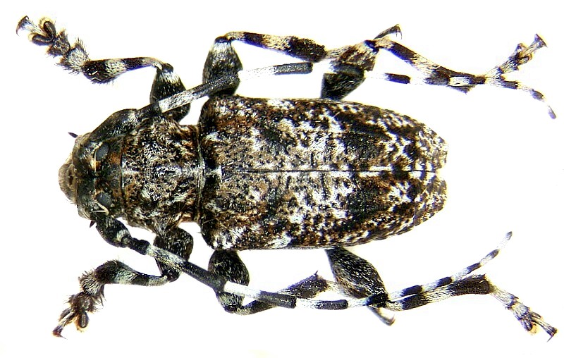 Acanthoderini Acanthoderini