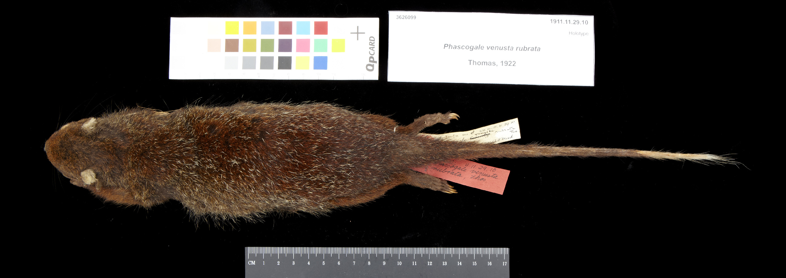 Gumbem cakar panjang Gumbem cakar panjang