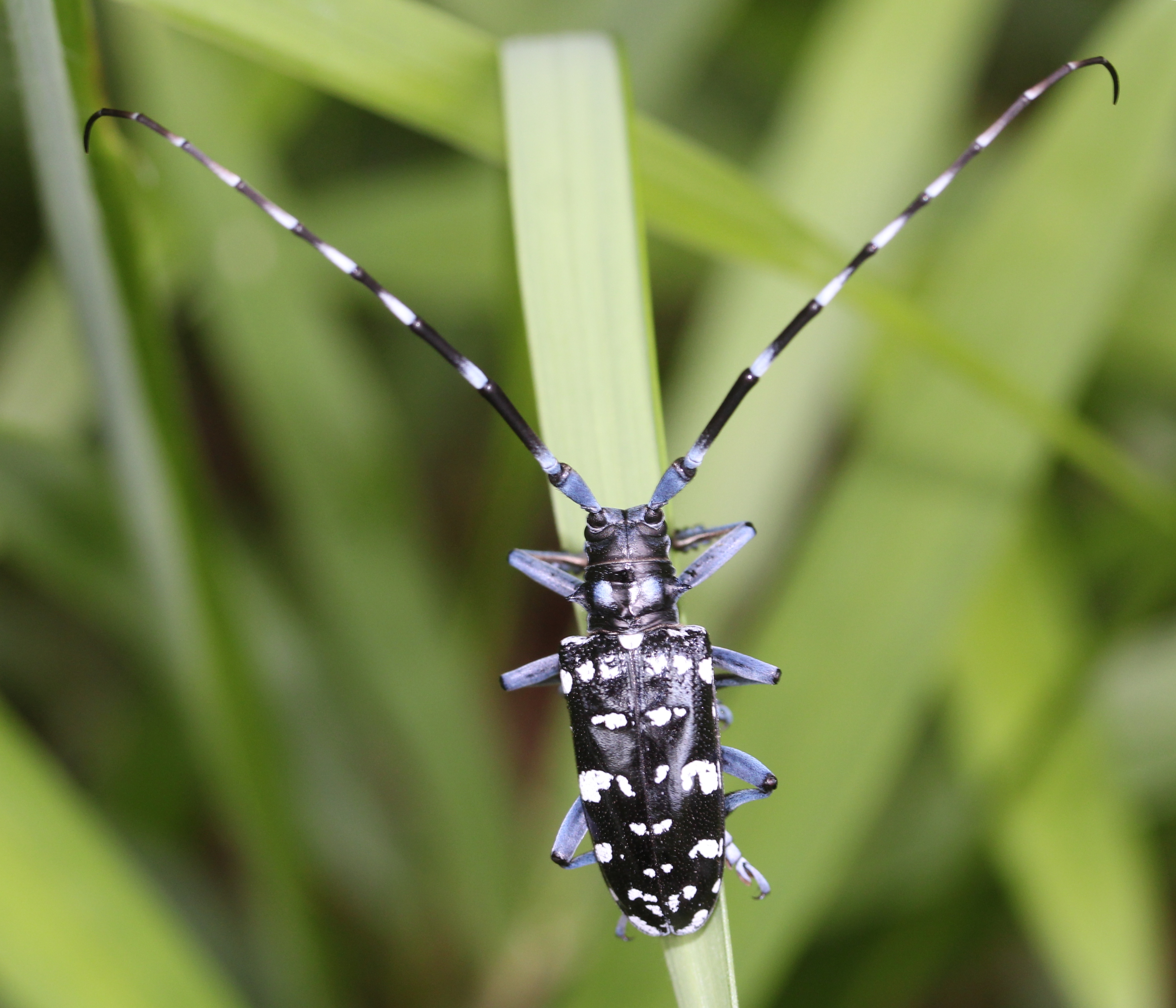 Anoplophora malasiaca Anoplophora malasiaca
