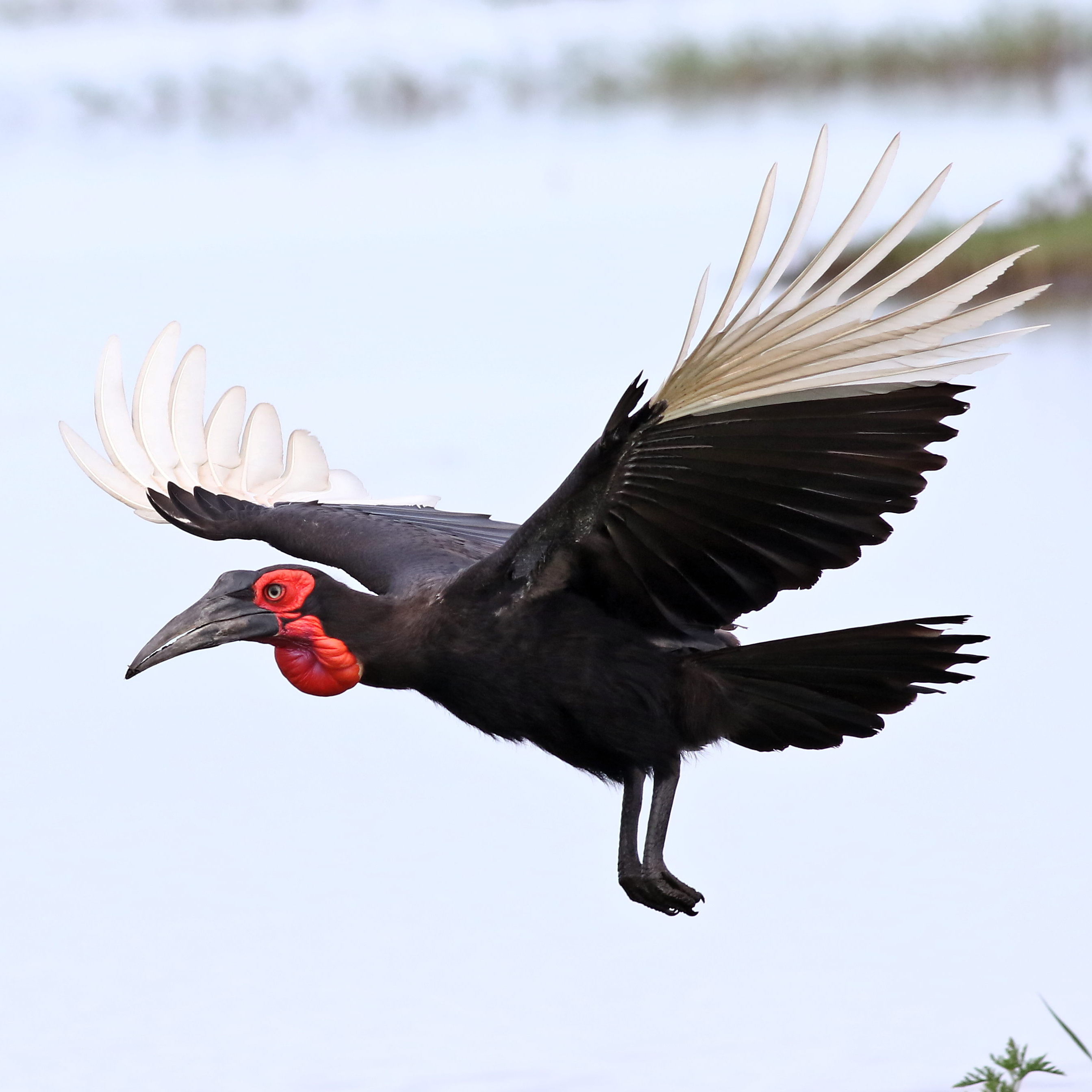 Rangkong tanah Rangkong tanah