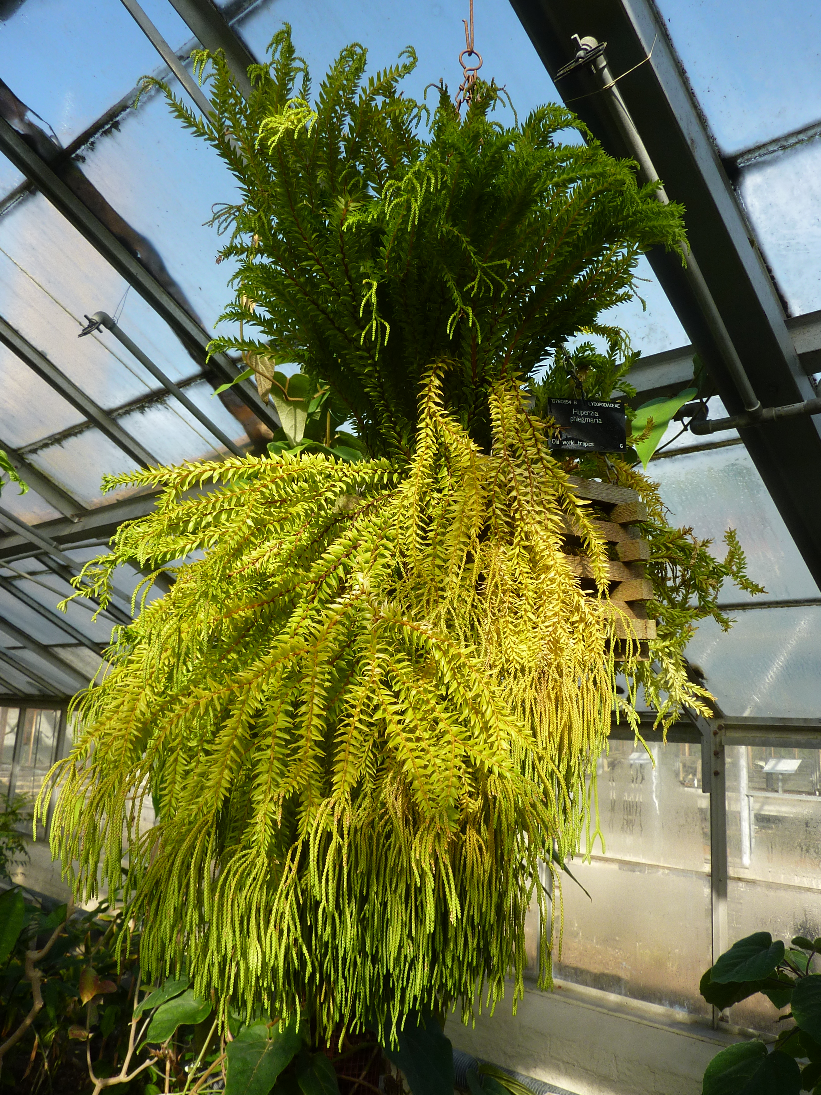 Kumpai rantai Kumpai rantai