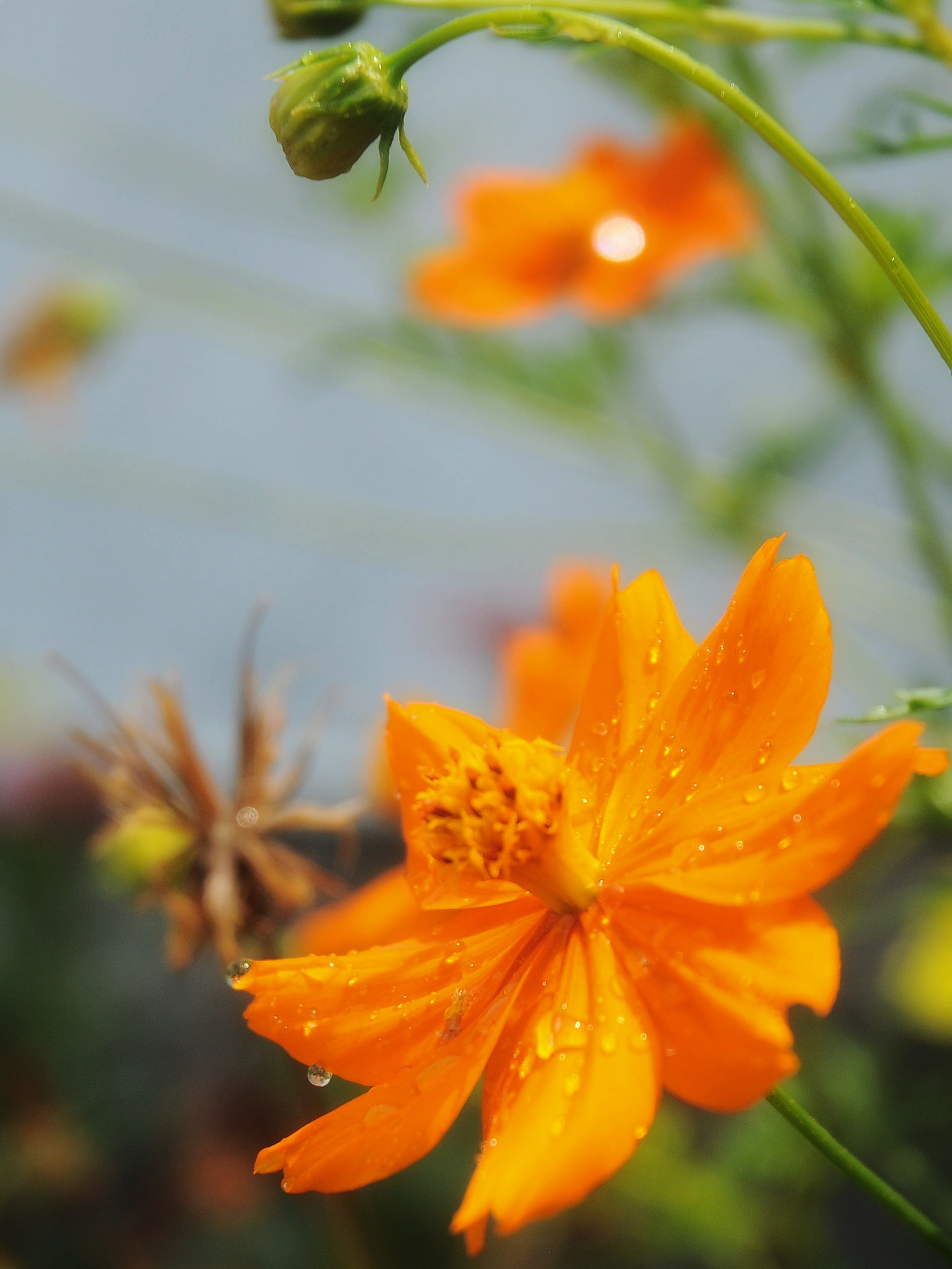 Kenikir sulfur Kenikir sulfur