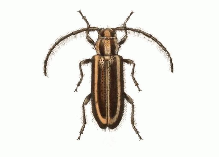 Eupogonius Eupogonius