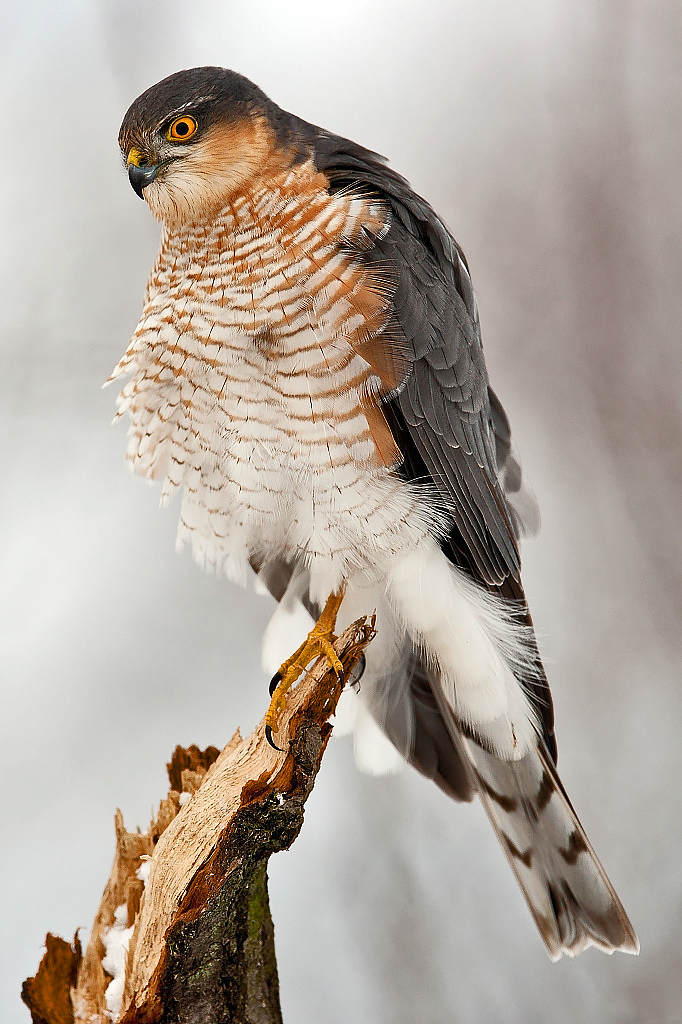 Accipiter Accipiter
