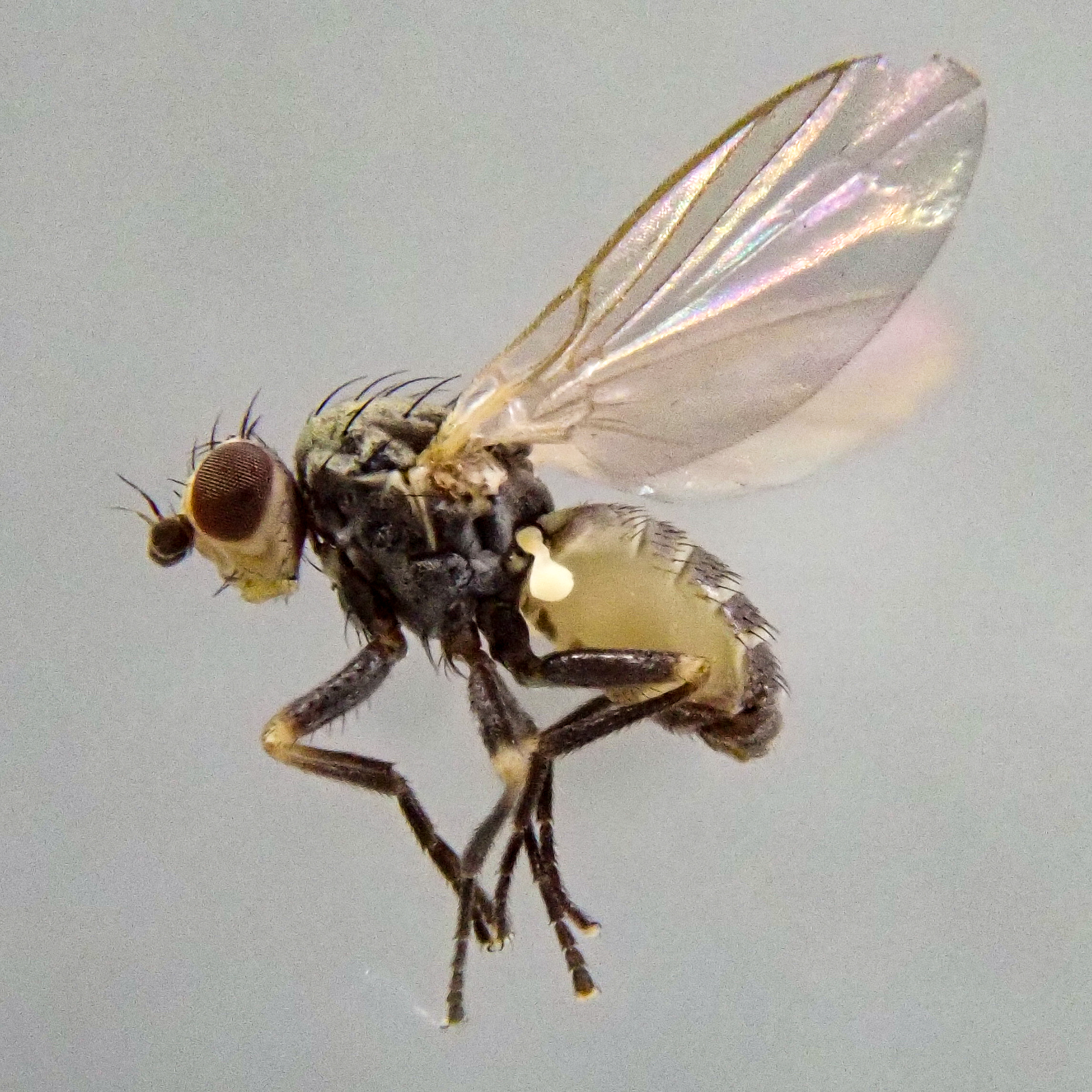 Chromatomyia syngenesiae Chromatomyia syngenesiae