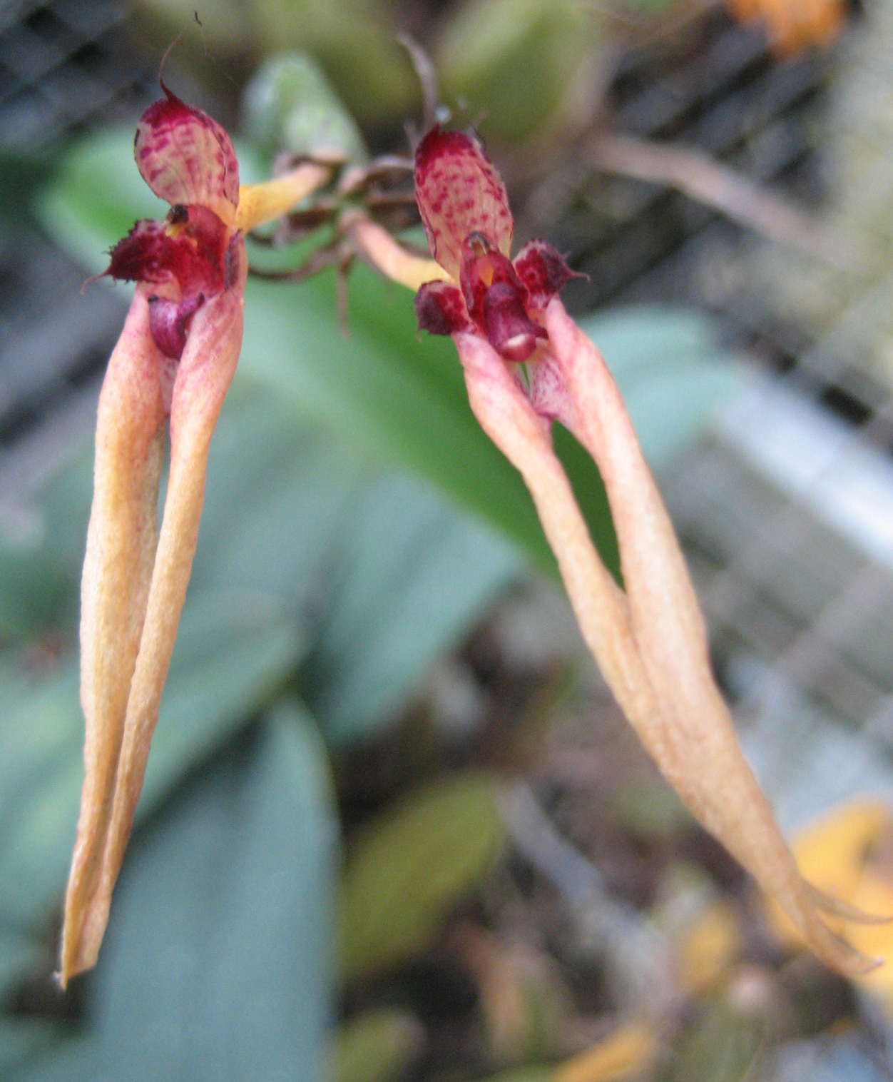 Bulbophyllum pseudopicturatum Bulbophyllum pseudopicturatum