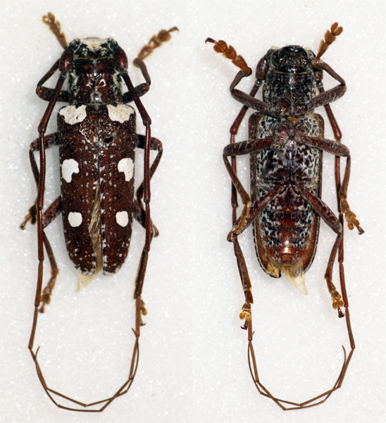 Protorhopala Protorhopala