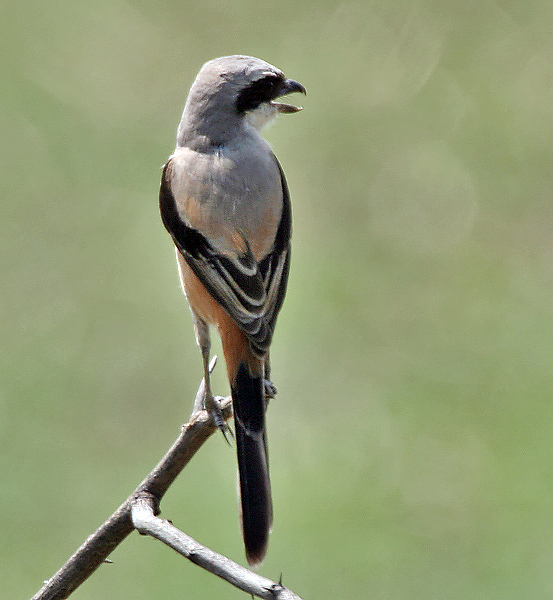 Bentet kelabu Bentet kelabu
