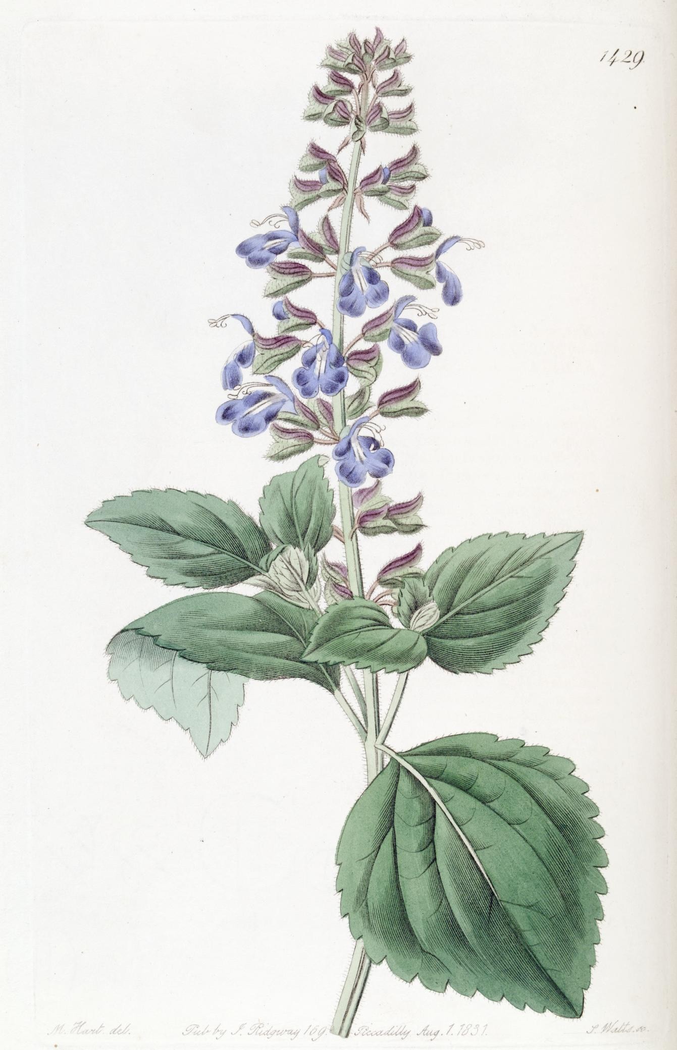 Salvia rhombifolia Salvia rhombifolia