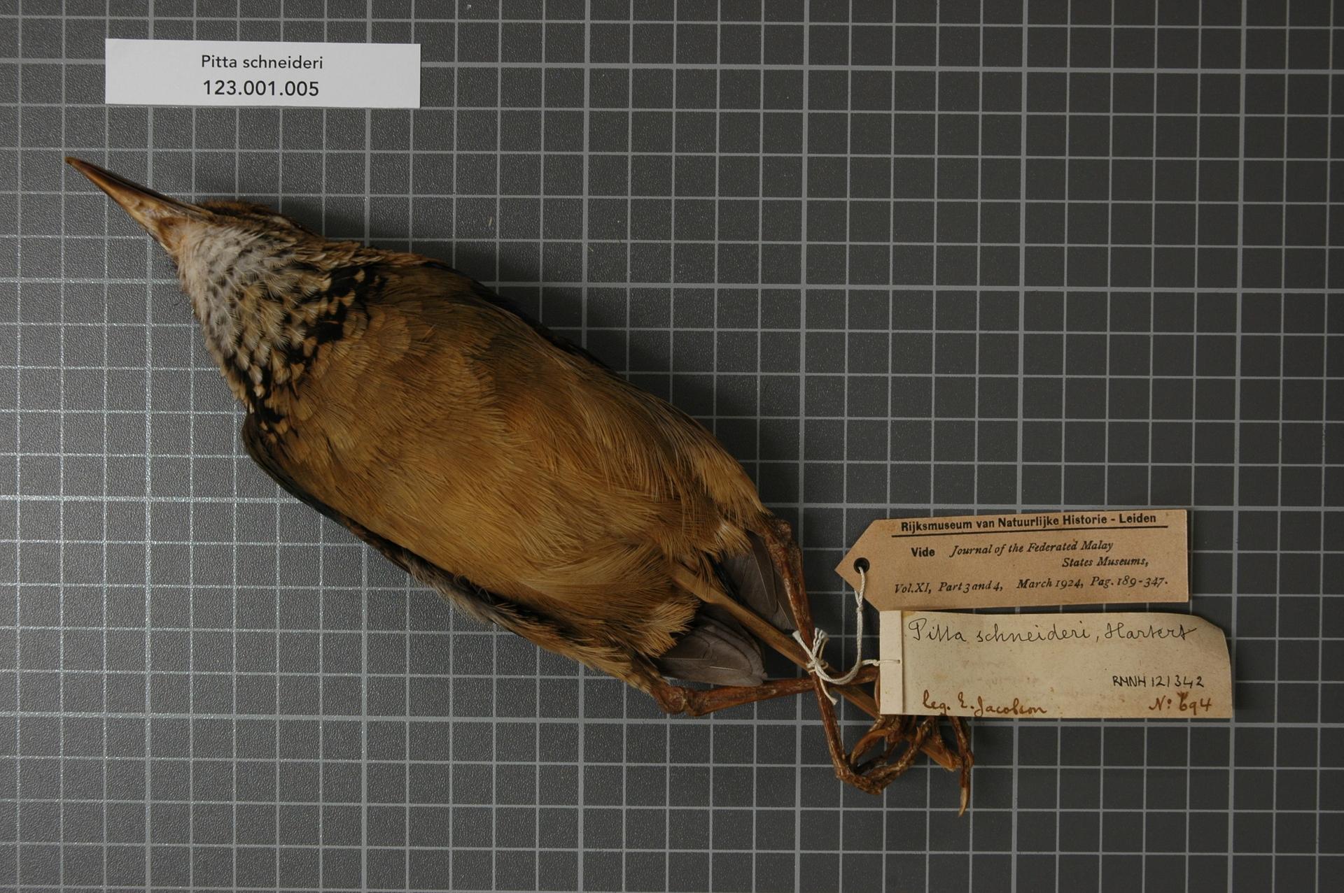 Paok Schneider Paok Schneider