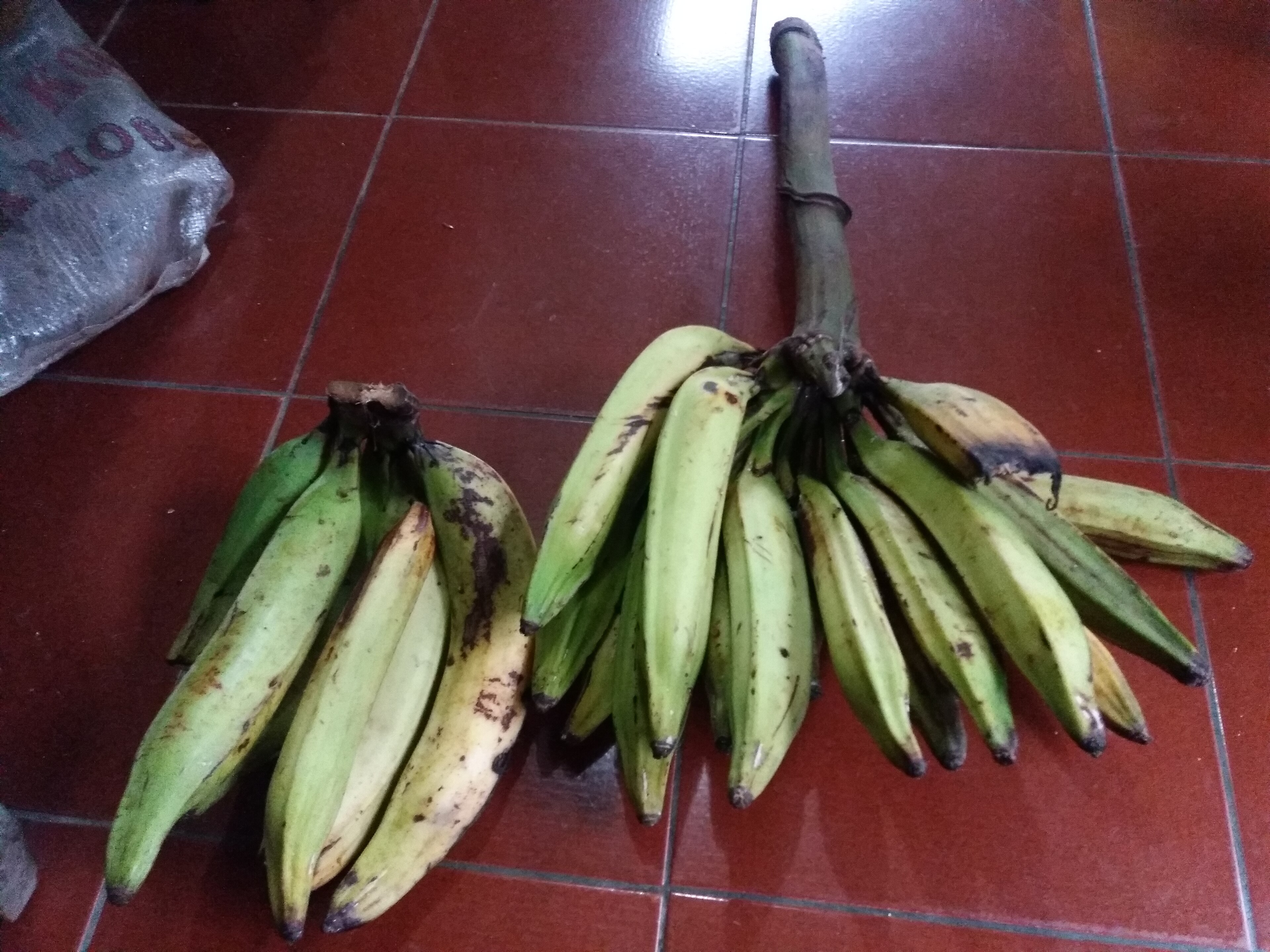 Pisang tanduk Pisang tanduk