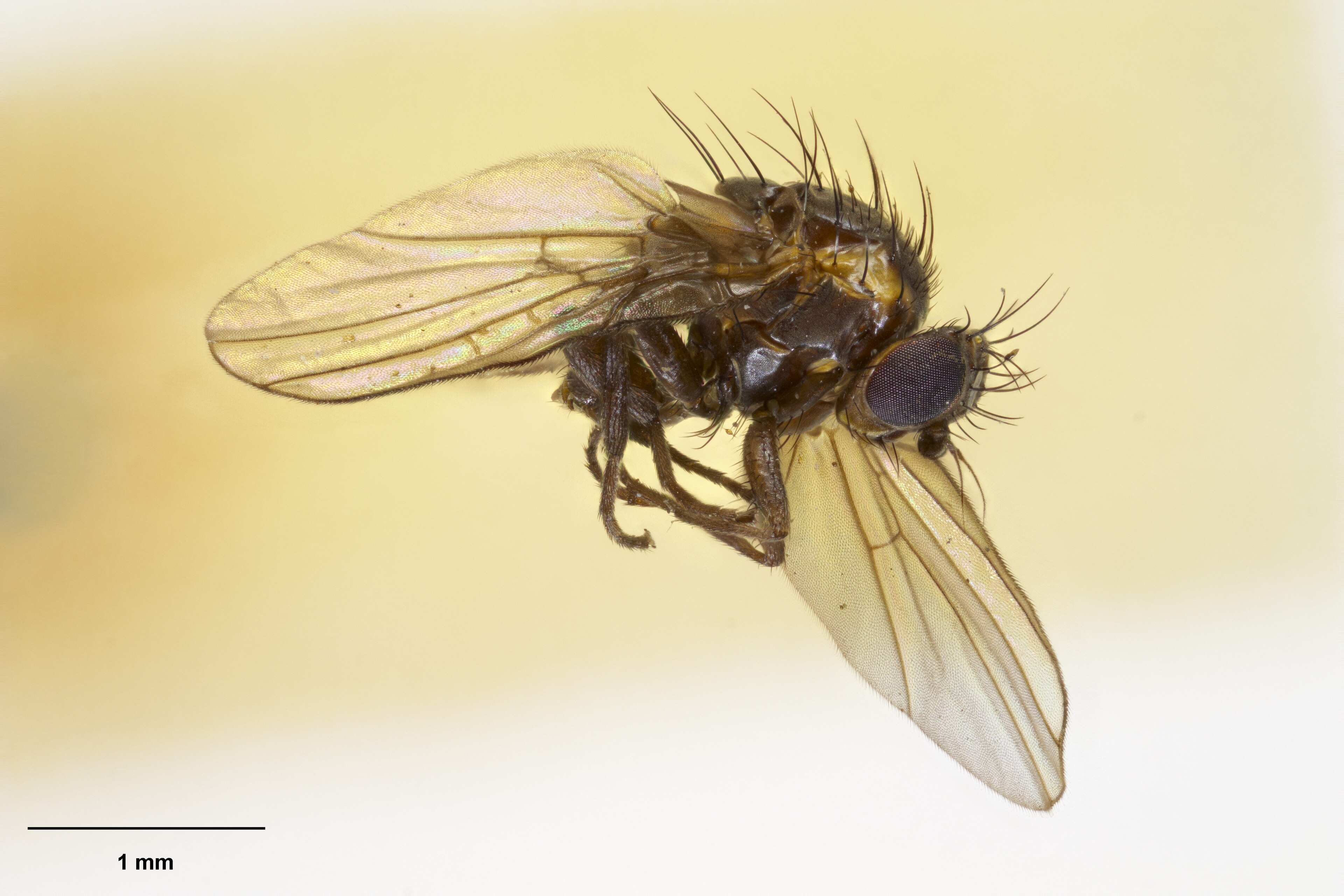 Liriomyza umbrina Liriomyza umbrina