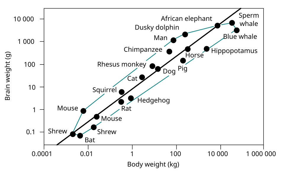 Rasio massa otak terhadap massa tubuh Rasio massa otak terhadap massa tubuh