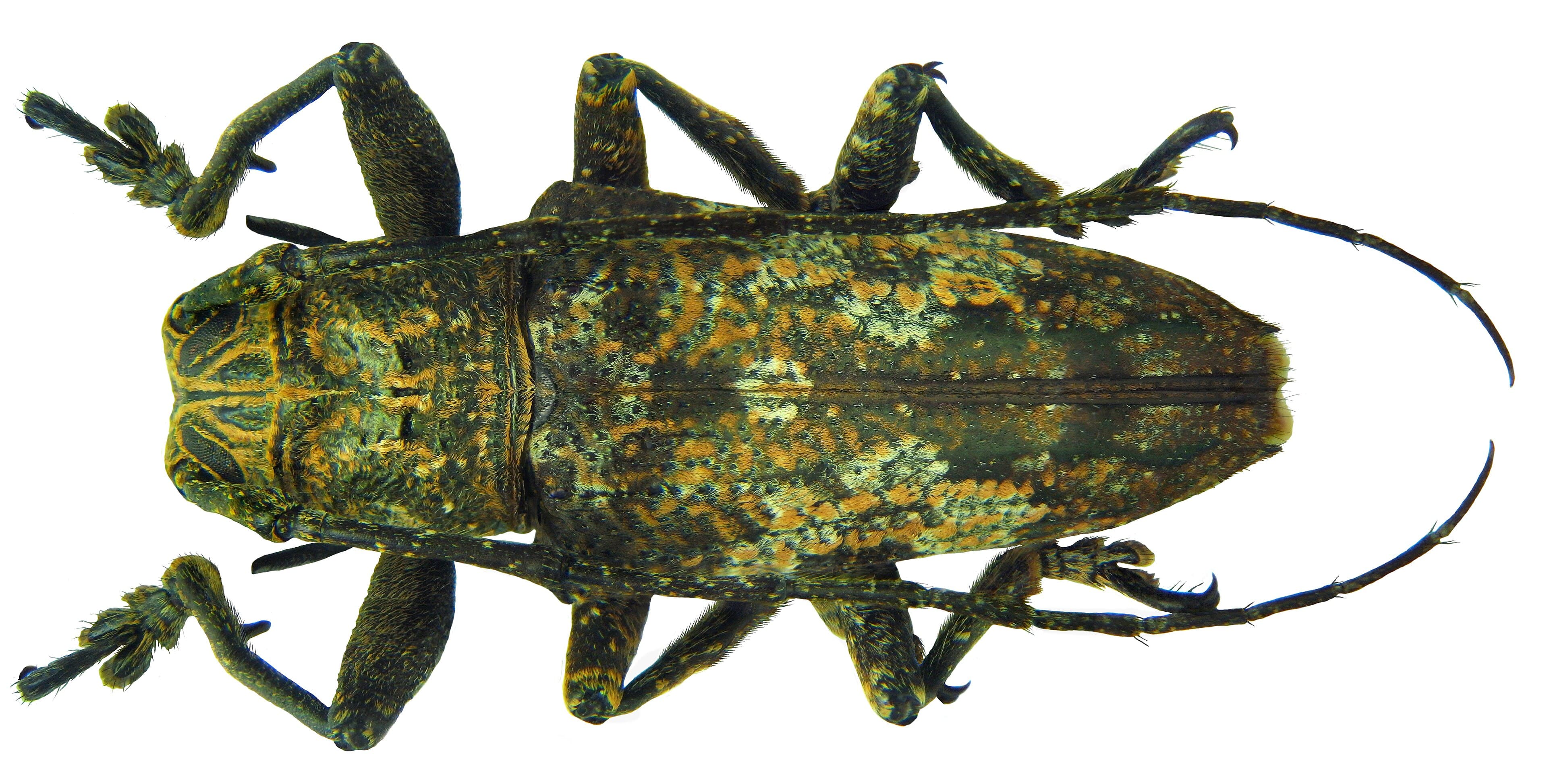 Ischioplites Ischioplites