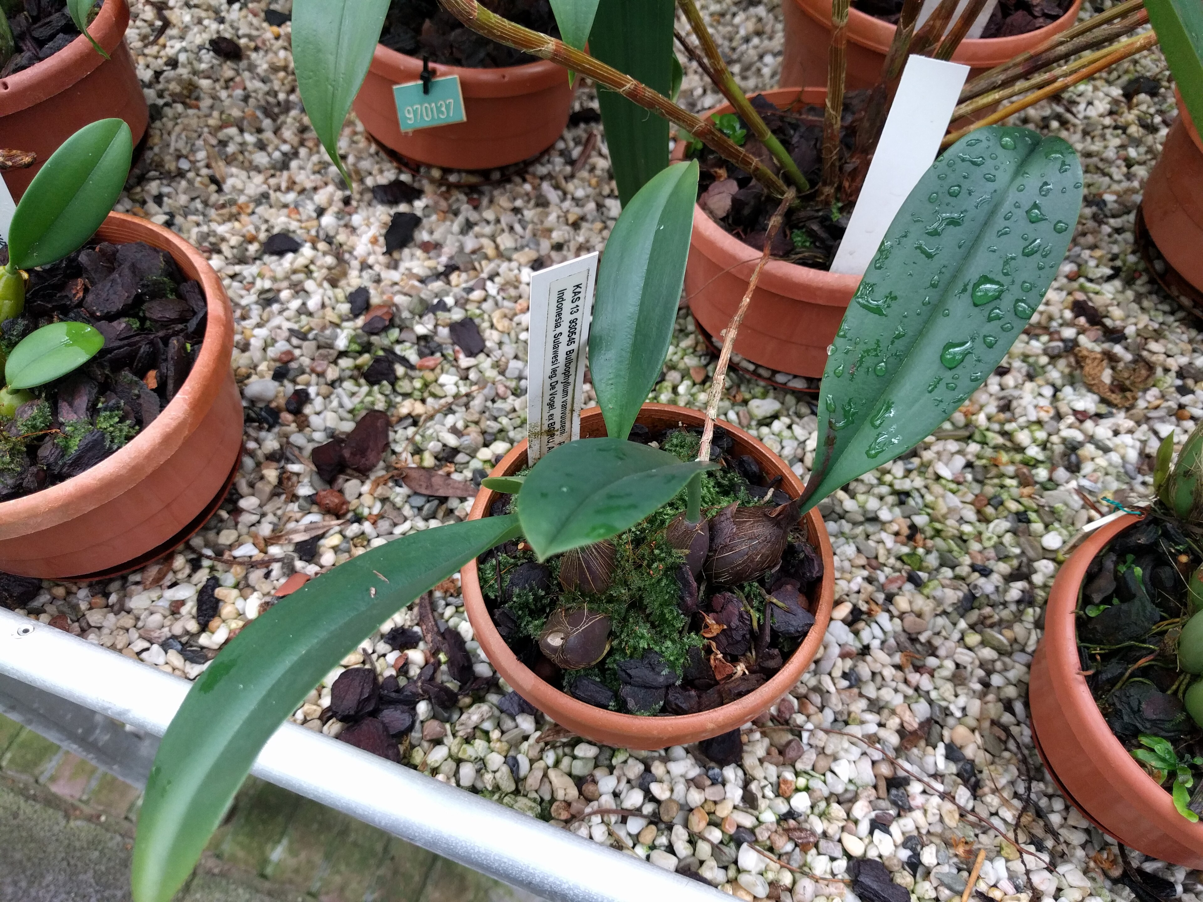 Bulbophyllum vanroyenii Bulbophyllum vanroyenii