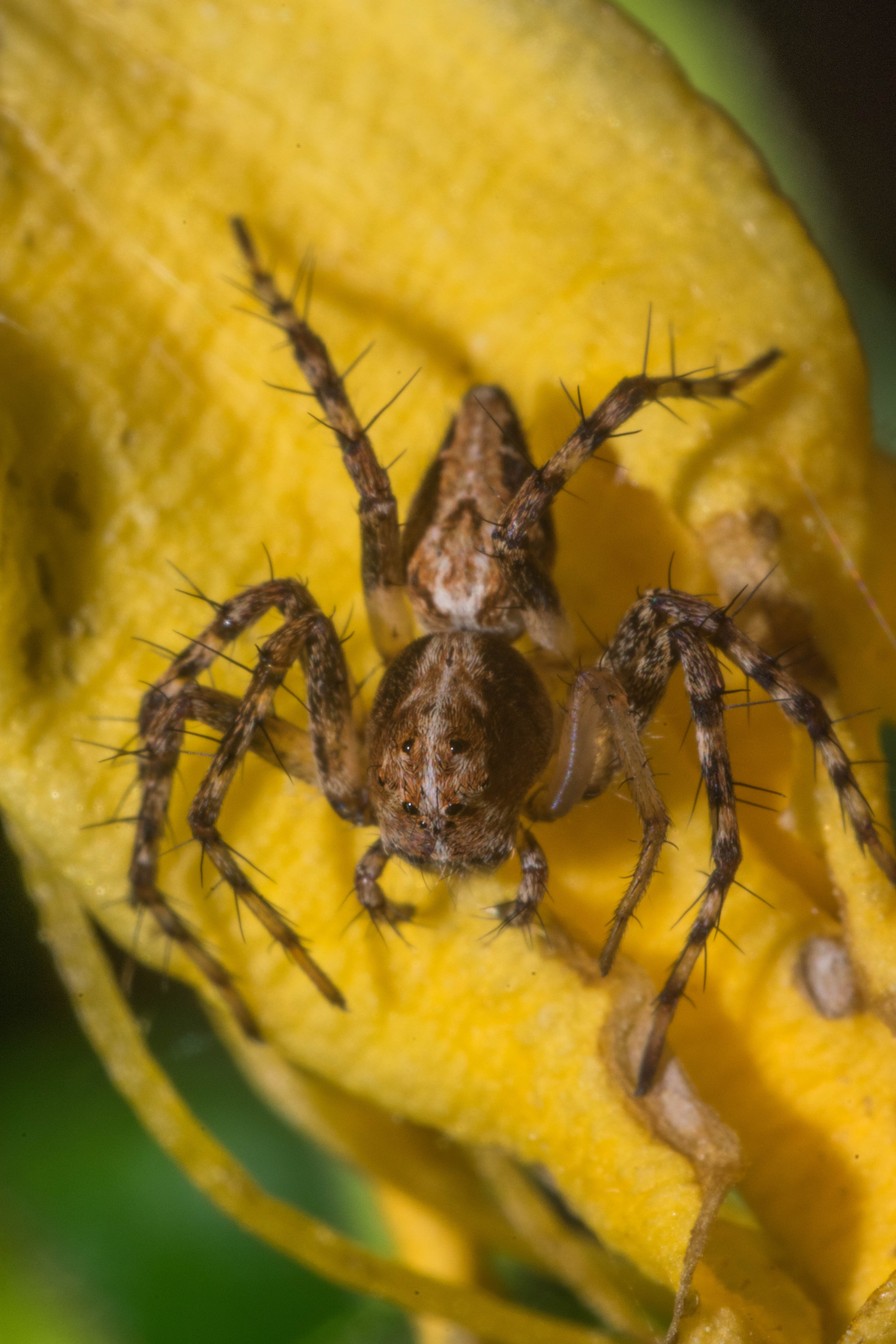 Oxyopes scalaris Oxyopes scalaris