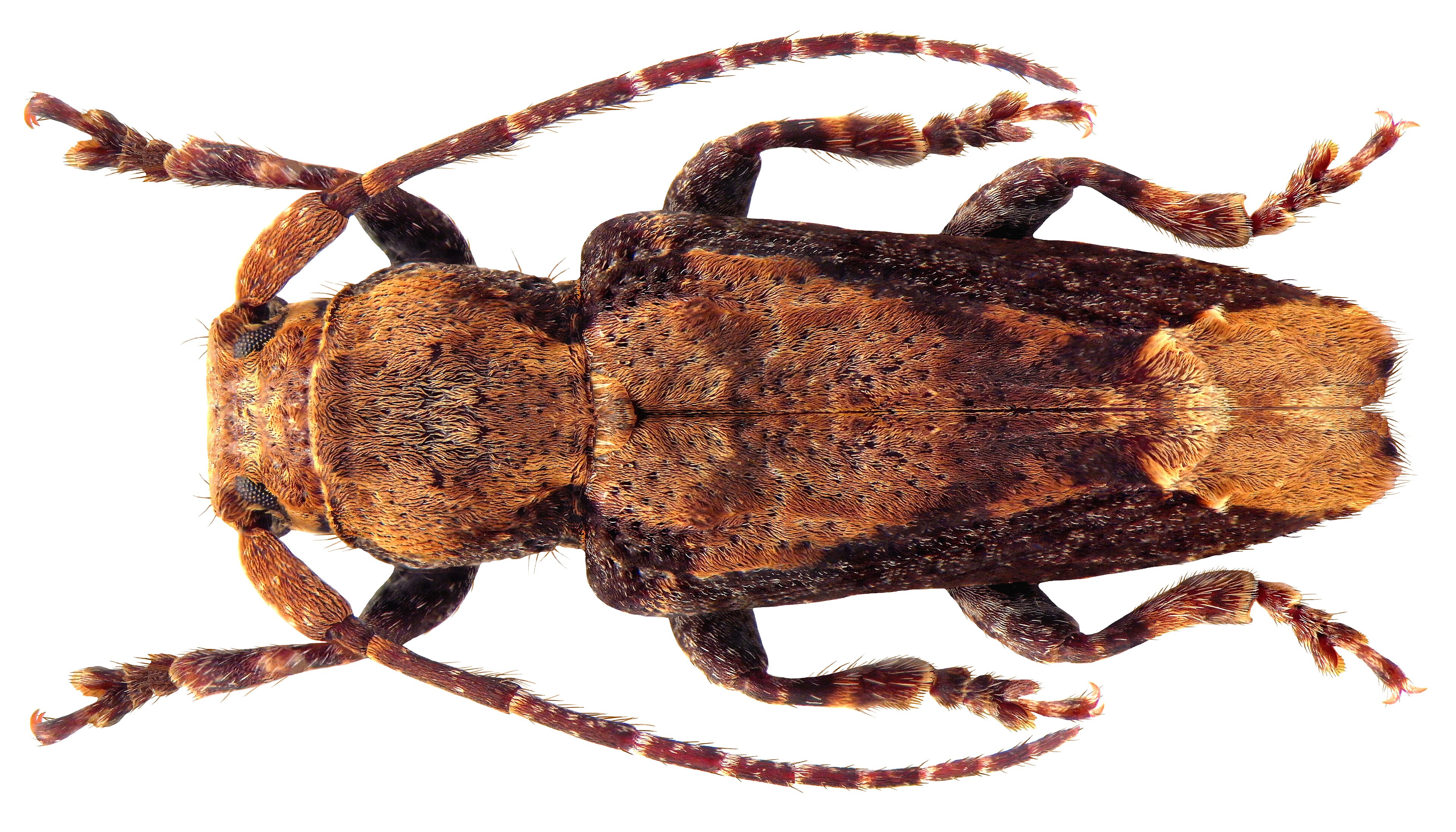 Pterolophia crassipes Pterolophia crassipes