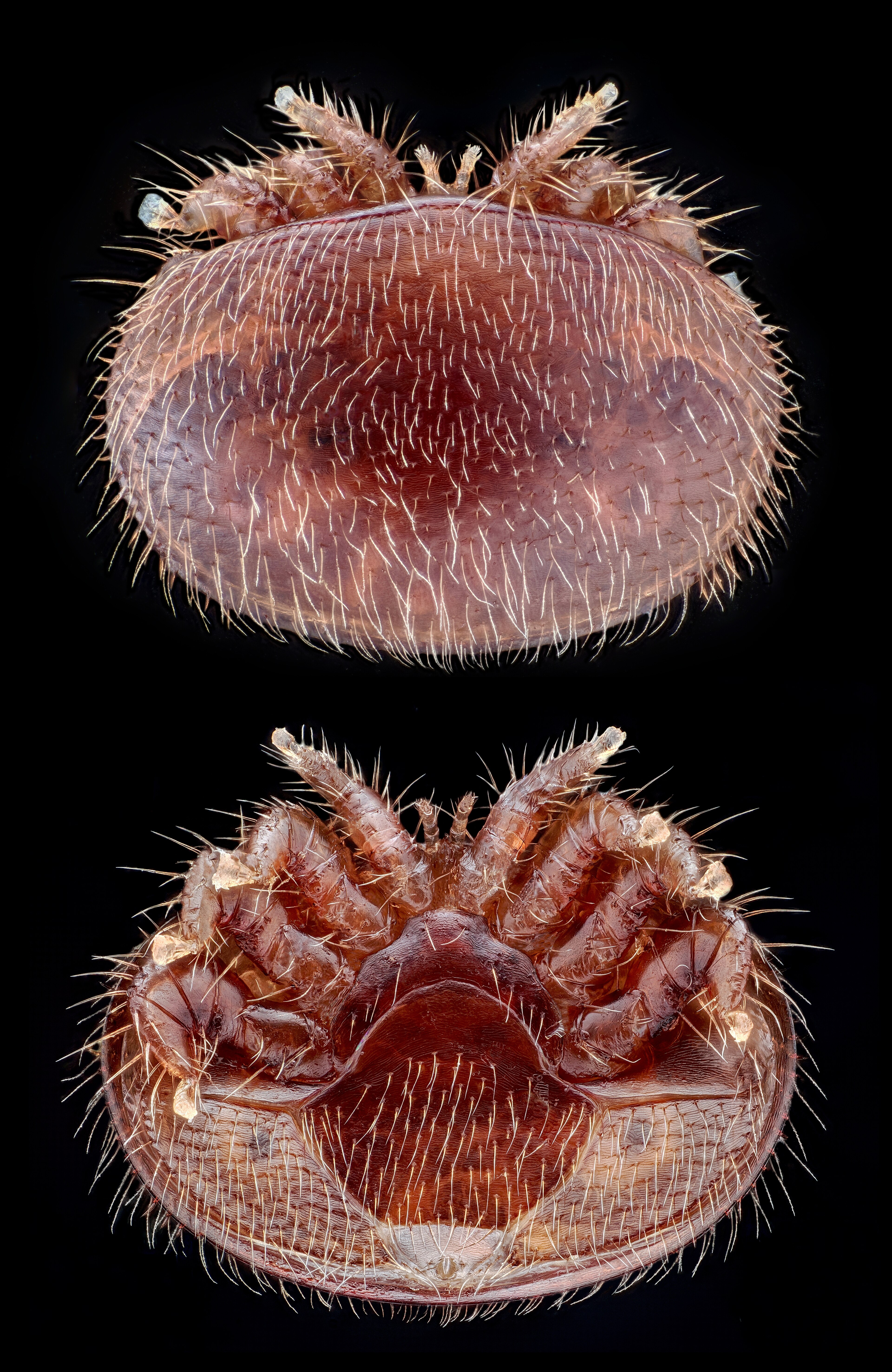 Tungau Varroa Tungau Varroa
