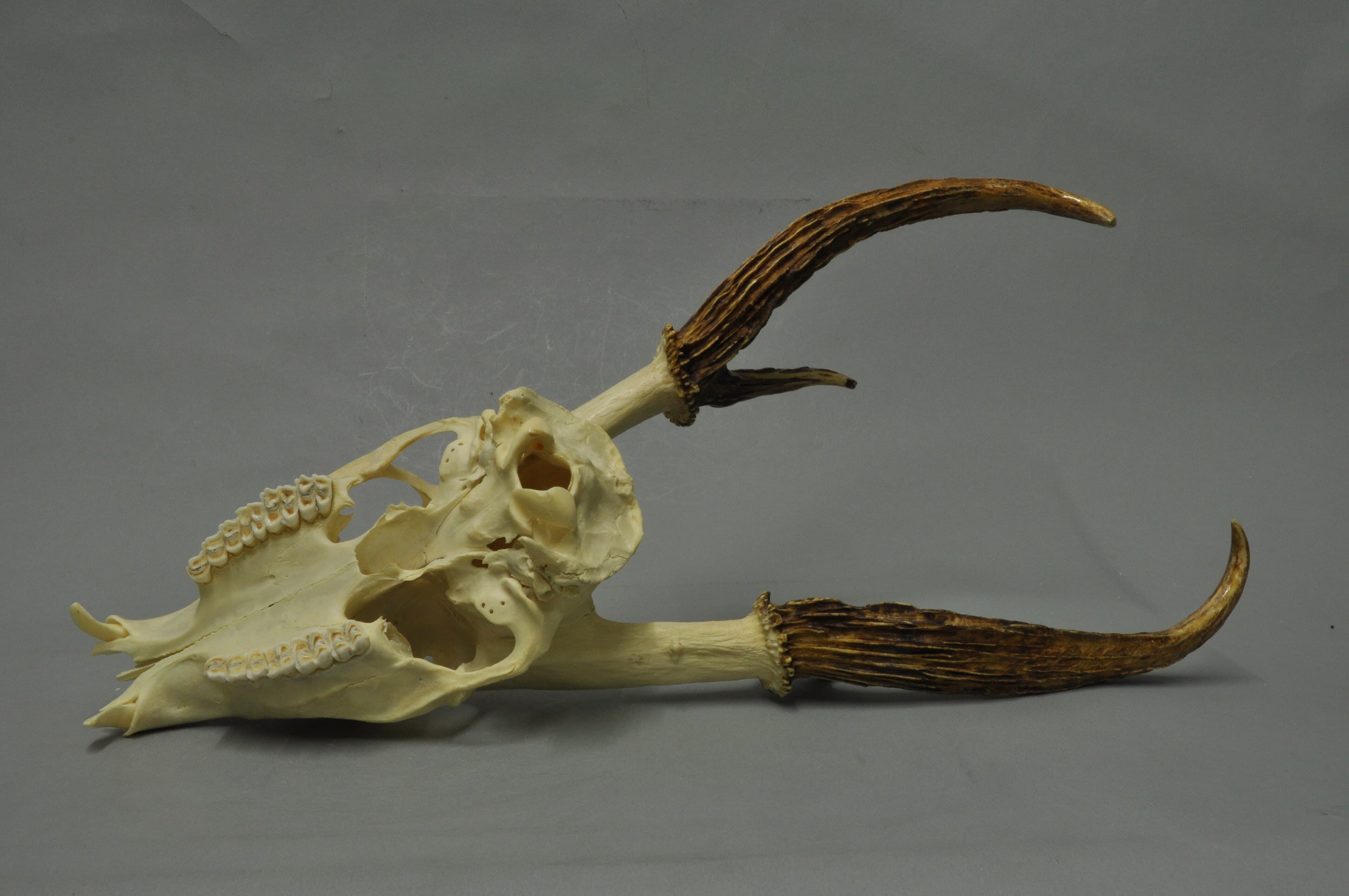 Kijang raksasa vietnam Kijang raksasa vietnam