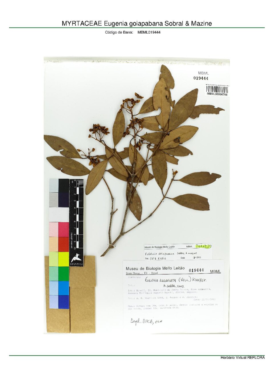 Eugenia goiapabana Eugenia goiapabana