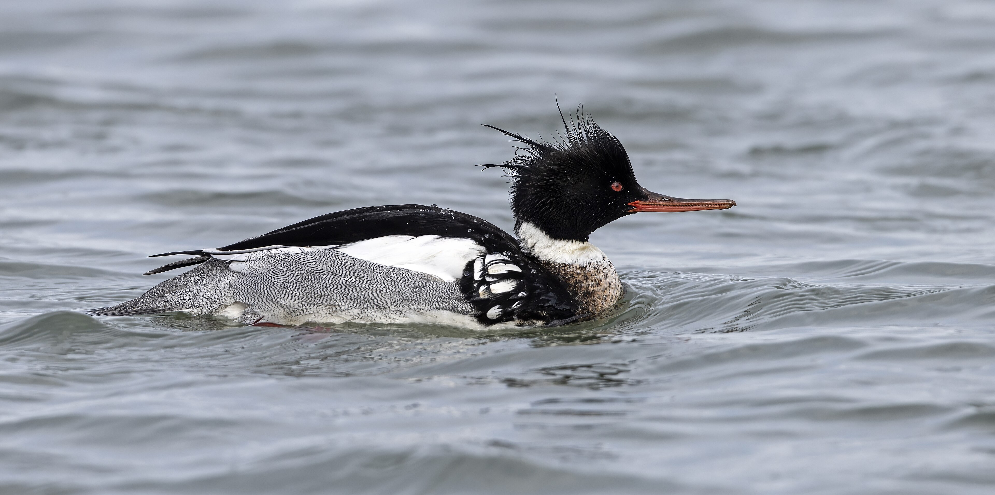 Merganser dada merah Merganser dada merah