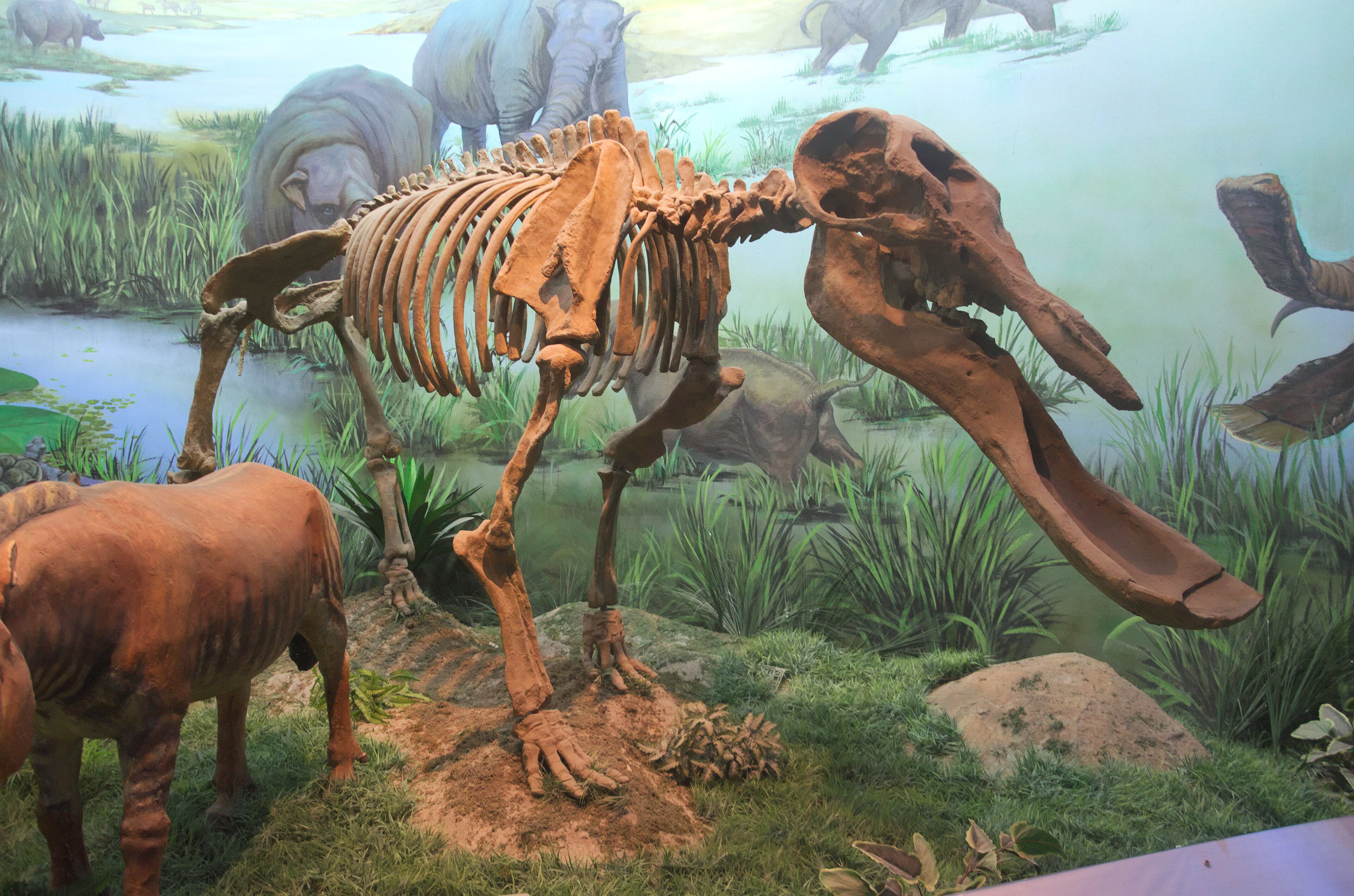 Platybelodon Platybelodon