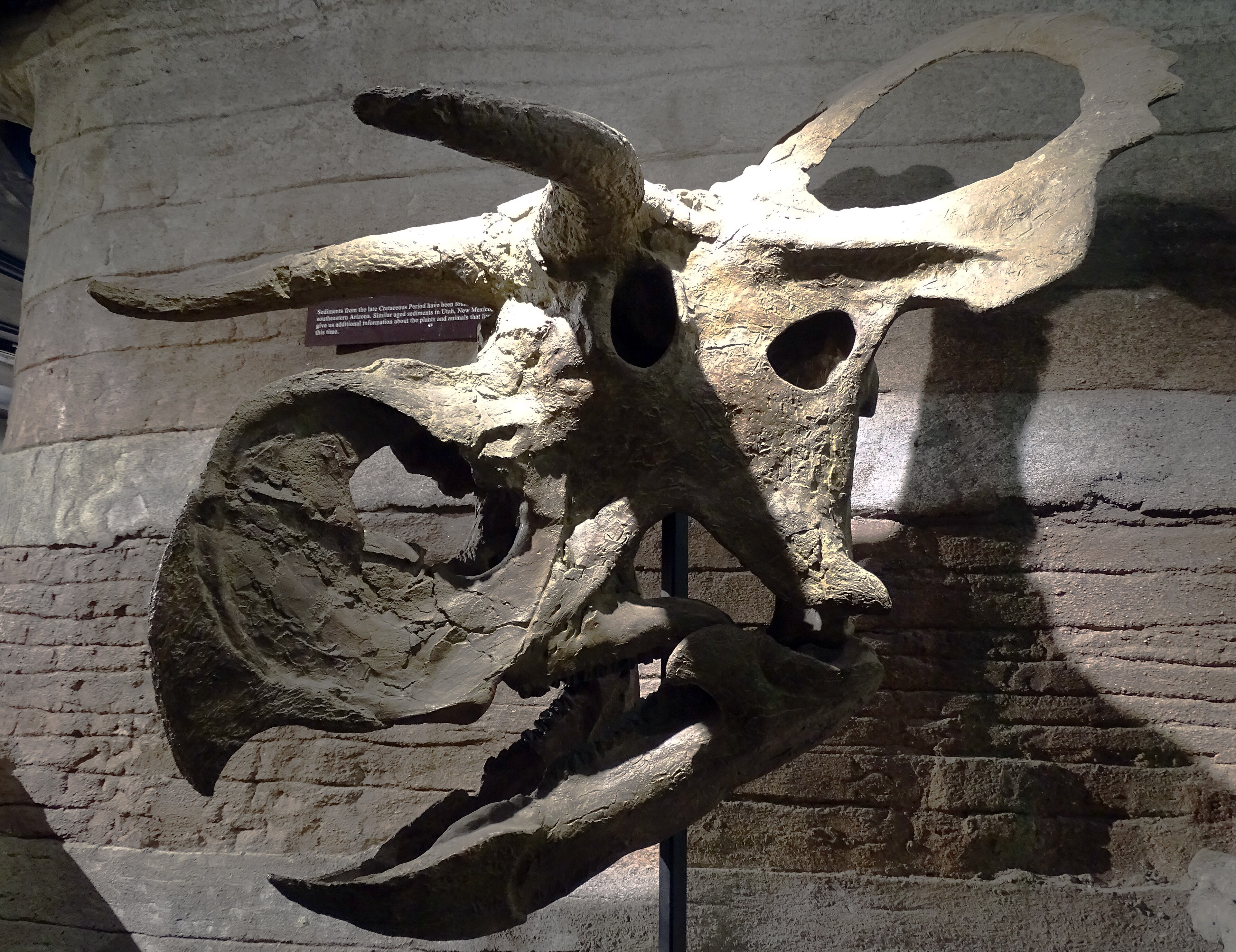 Nasutoceratops Nasutoceratops