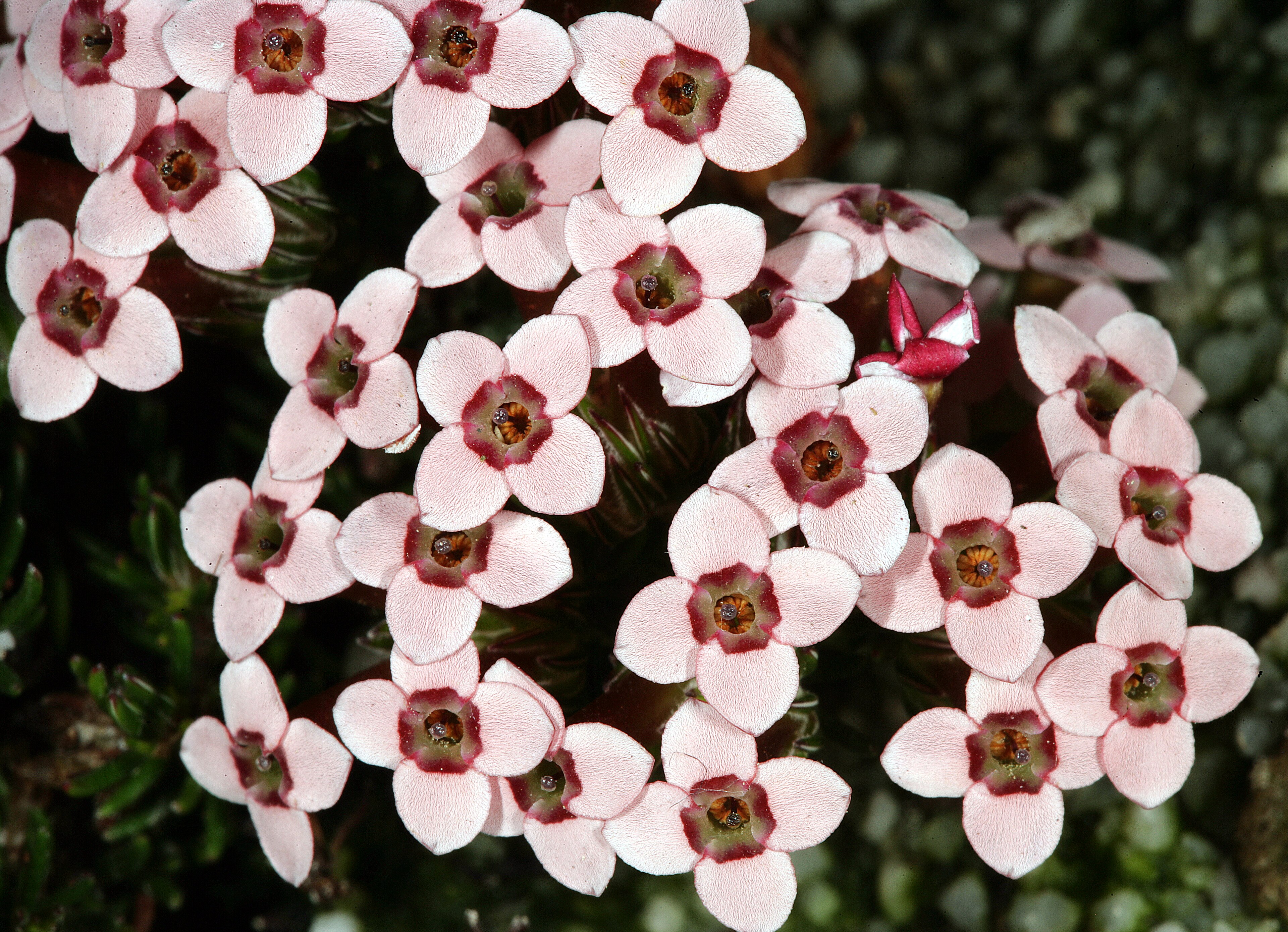 Erica fastigiata Erica fastigiata