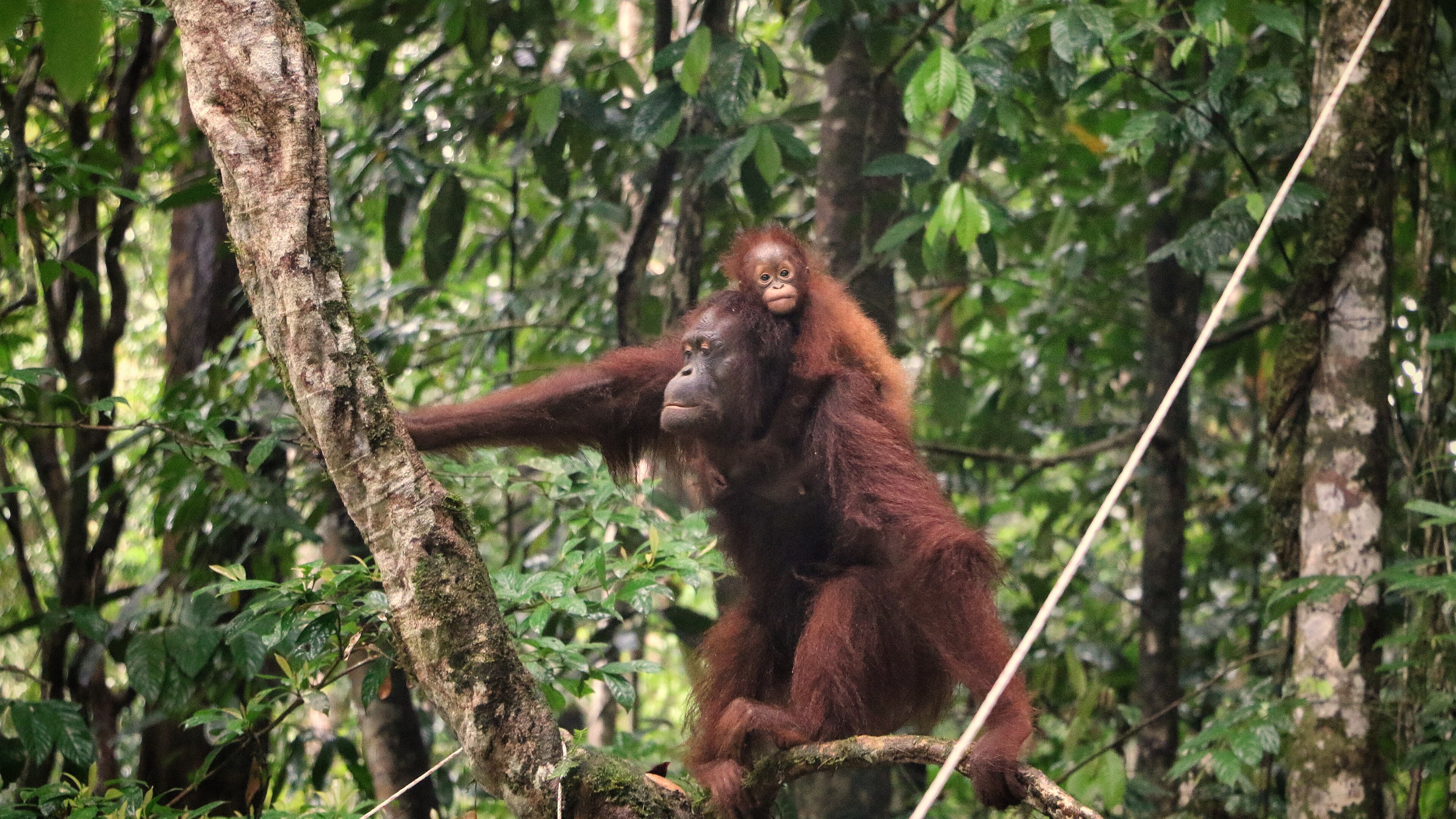 Taman Nasional Betung Kerihun Taman Nasional Betung Kerihun