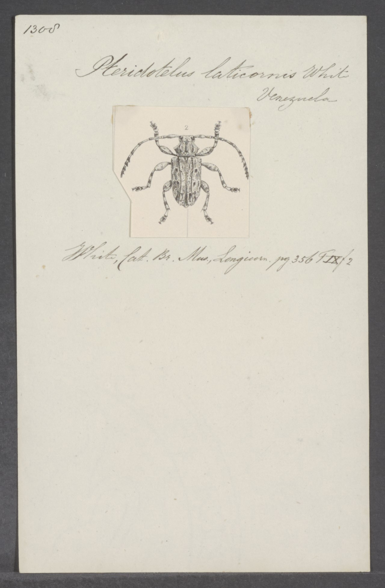 Pteridotelus Pteridotelus