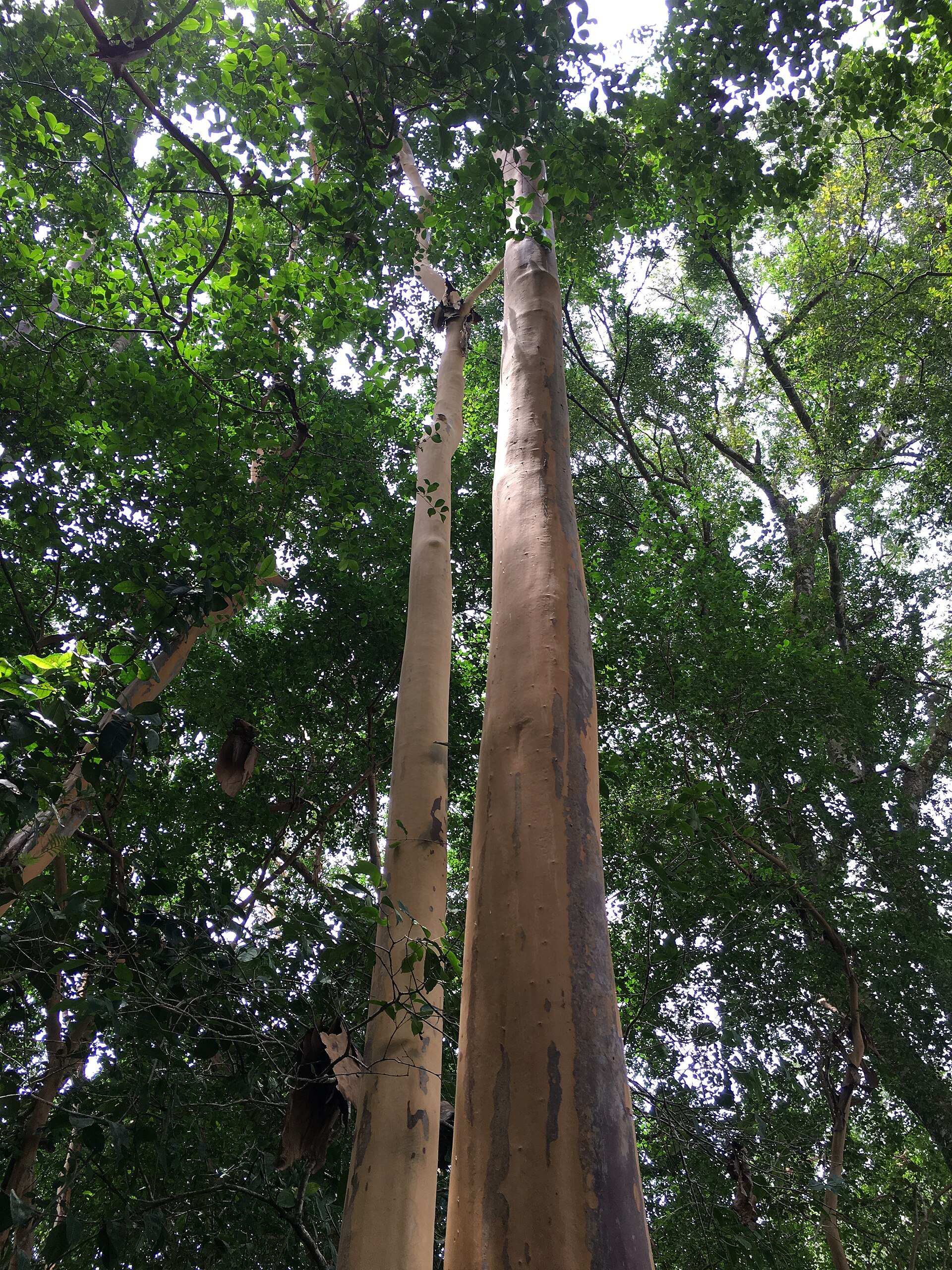 Eugenia acapulcensis Eugenia acapulcensis