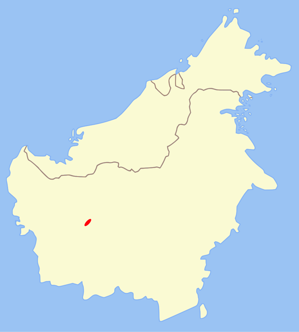 Katak kepala-pipih kalimantan Katak kepala-pipih kalimantan