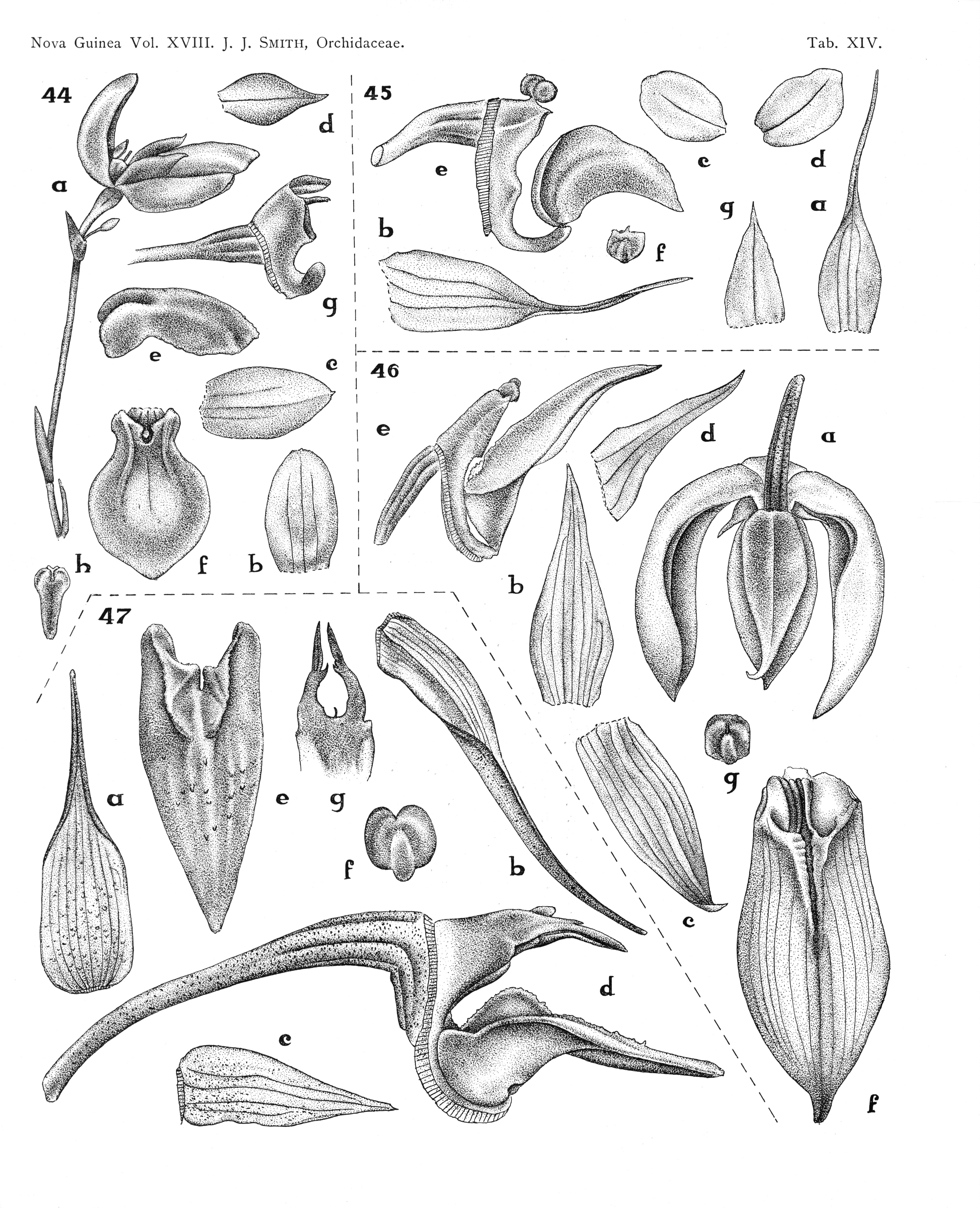 Bulbophyllum ligulifolium Bulbophyllum ligulifolium