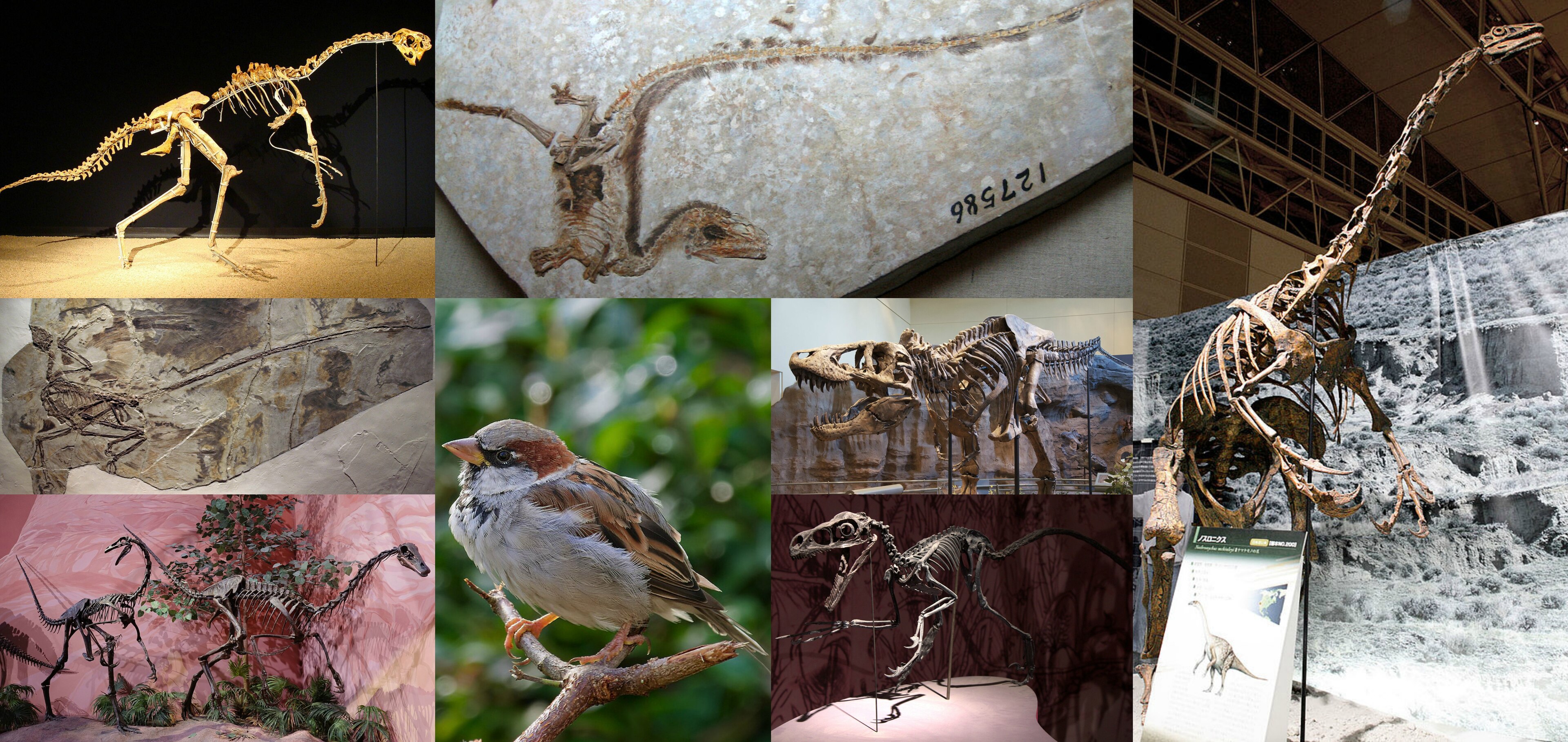 Coelurosauria Coelurosauria