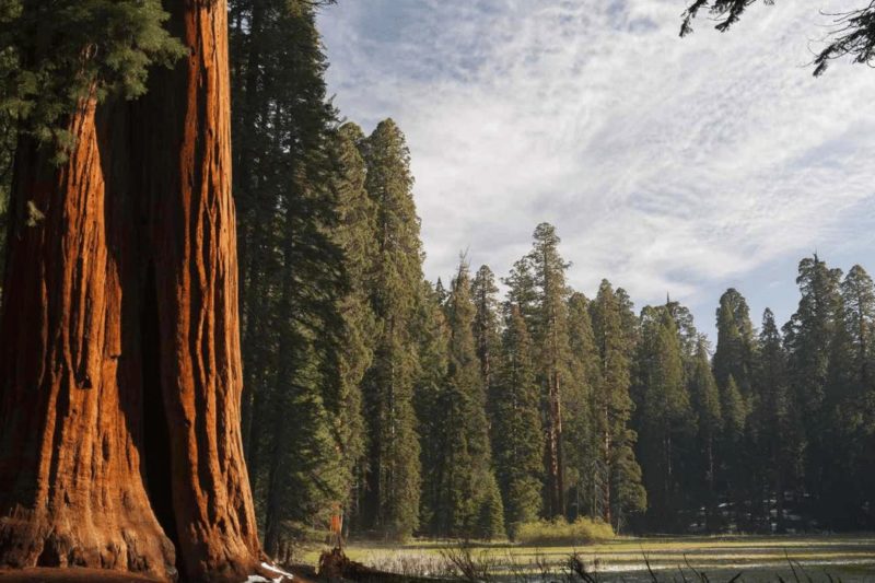 Sequoia National Park: Menjadi Saksi Bisu Sejarah Amerika Serikat