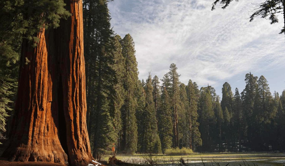 Sequoia National Park: Menjadi Saksi Bisu Sejarah Amerika Serikat