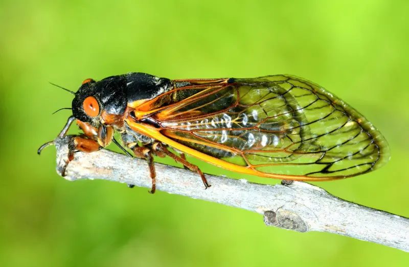 Potret Wajah Baru Cicadas yang Dirindukan: Kala Trotoar Bandung Kembali Bernapas