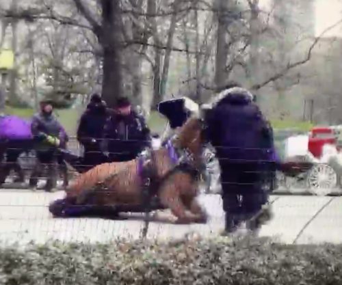 Tragedy Strikes in Central Park: Tourist dies in carriage fall [titlebase] After Horse Gets Loose