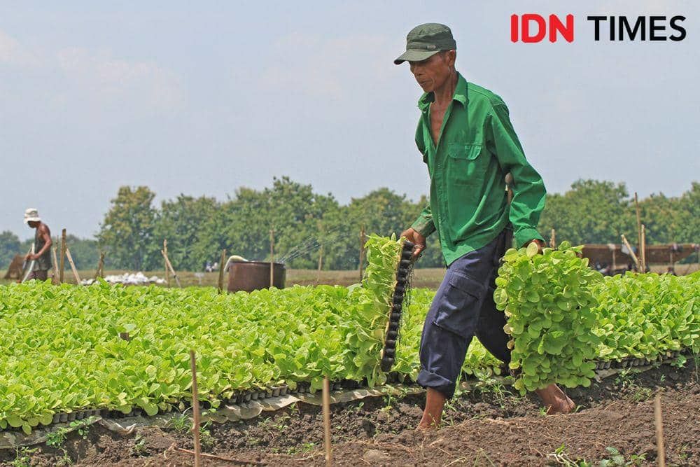 Kemenkes Buat Aturan Penyeragaman Kemasan, 6 Juta Pekerja Terdampak