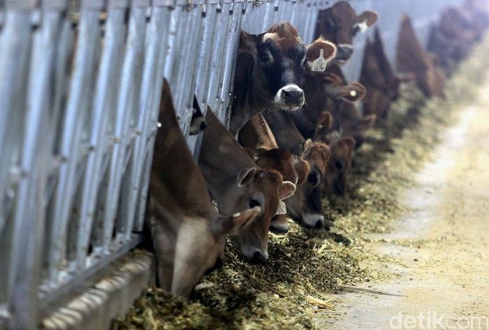 Mentan Hingga Titiek Hadiri Groundbreaking Peternakan Sapi Perah Terbesar di RI, Ini Target Produksinya