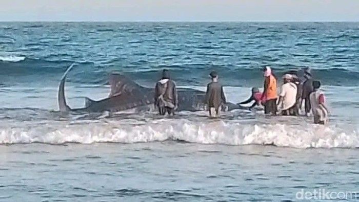 Berjam-jam didorong ke laut tetap kembali, hiu tutul 5 meter di Batukaras Pangandaran akhirnya mati